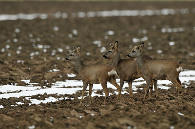 BUITEN BEELD Foto: 78593