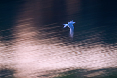 BUITEN BEELD Foto: 78613