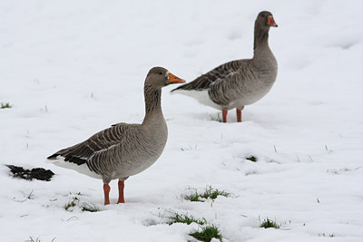 BUITEN BEELD Foto: 78628