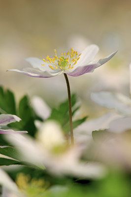 BUITEN BEELD Foto: 78643