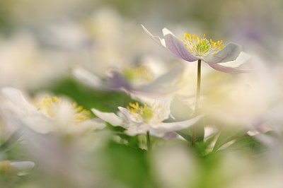 BUITEN BEELD Foto: 78645