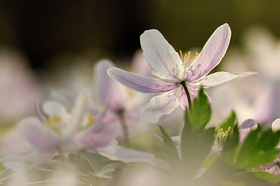 BUITEN BEELD Foto: 78646