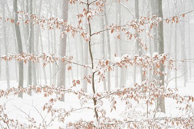 BUITEN BEELD Foto: 78669