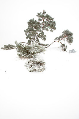 BUITEN BEELD Foto: 78675