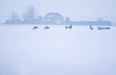 BUITEN BEELD Foto: 78736