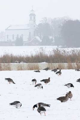 BUITEN BEELD Foto: 78737