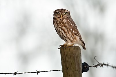 BUITEN BEELD Foto: 78774
