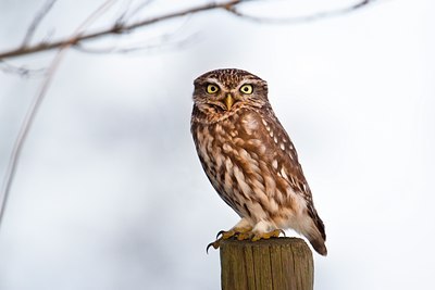 BUITEN BEELD Foto: 78776