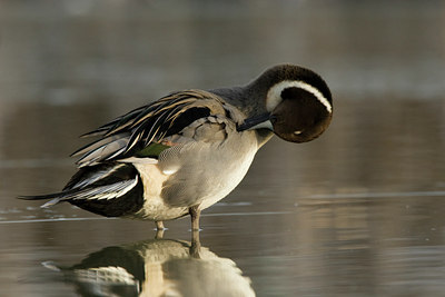 BUITEN BEELD Foto: 78787