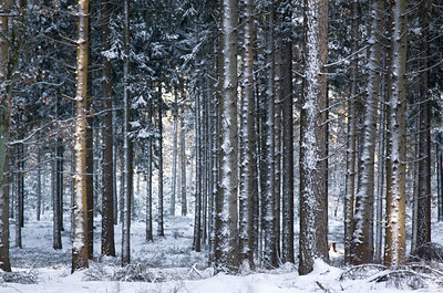 BUITEN BEELD Foto: 78795