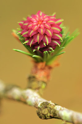 BUITEN BEELD Foto: 78797