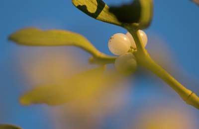 BUITEN BEELD Foto: 78811