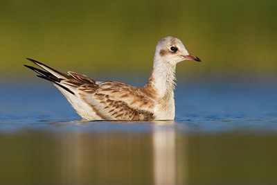 BUITEN BEELD Foto: 78838