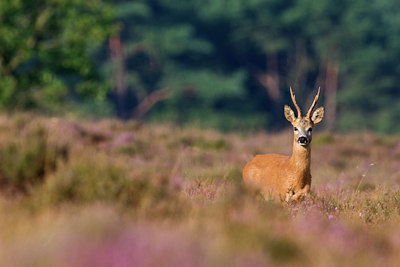 BUITEN BEELD Foto: 78845