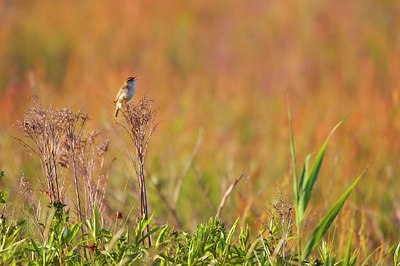 BUITEN BEELD Foto: 78884