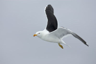 BUITEN BEELD Foto: 78898