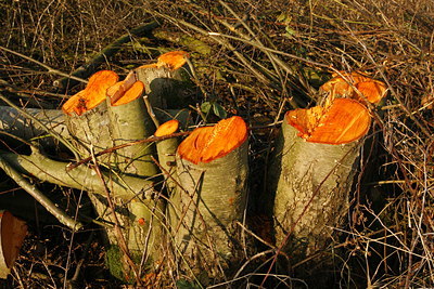BUITEN BEELD Foto: 78905