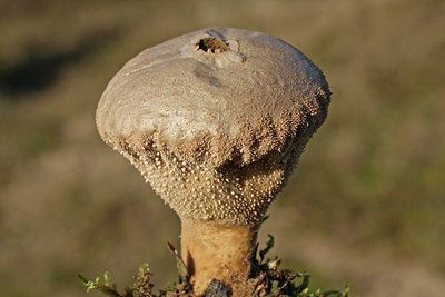 BUITEN BEELD Foto: 78969
