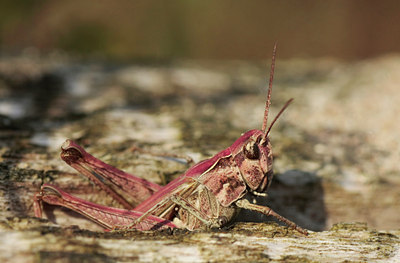 BUITEN BEELD Foto: 78981
