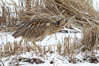 BUITEN BEELD Foto: 78985