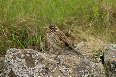 BUITEN BEELD Foto: 7006