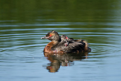 BUITEN BEELD Foto: 7012