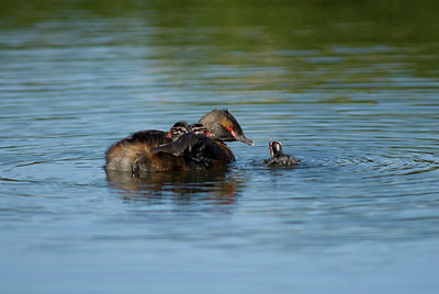 BUITEN BEELD Foto: 7013