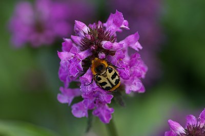 BUITEN BEELD Foto: 7028