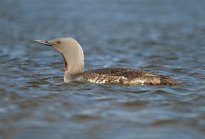 BUITEN BEELD Foto: 7053