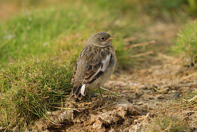 BUITEN BEELD Foto: 7057