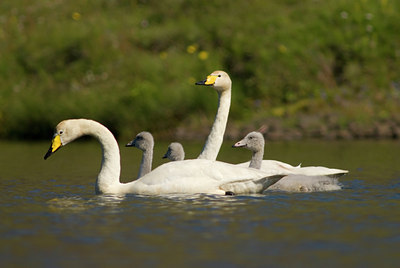 BUITEN BEELD Foto: 7062