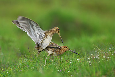 BUITEN BEELD Foto: 7089