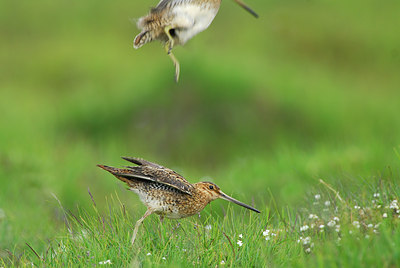 BUITEN BEELD Foto: 7090