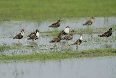 BUITEN BEELD Foto: 7093