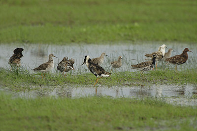 BUITEN BEELD Foto: 7094