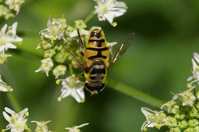 BUITEN BEELD Foto: 7099