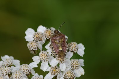 BUITEN BEELD Foto: 7103