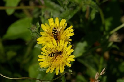 BUITEN BEELD Foto: 7118