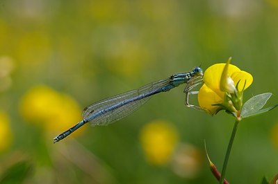 BUITEN BEELD Foto: 7130