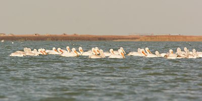 BUITEN BEELD Foto: 7132
