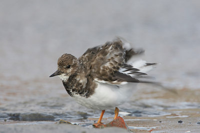BUITEN BEELD Foto: 7168