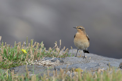 BUITEN BEELD Foto: 7170