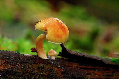 BUITEN BEELD Foto: 7230