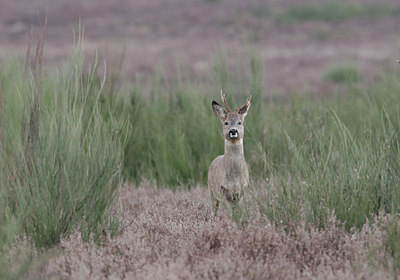 BUITEN BEELD Foto: 7243