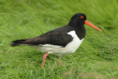 BUITEN BEELD Foto: 7262