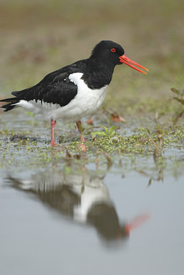 BUITEN BEELD Foto: 7267