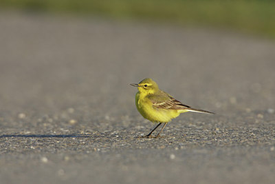 BUITEN BEELD Foto: 7276