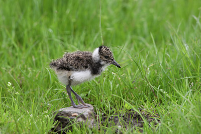 BUITEN BEELD Foto: 7281