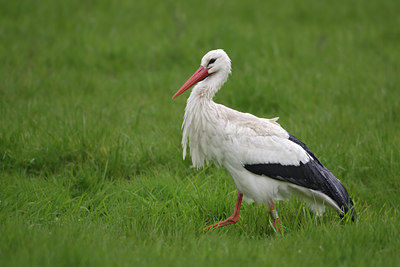 BUITEN BEELD Foto: 7283