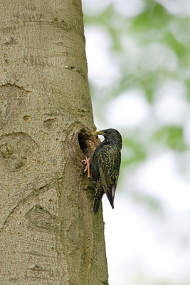 BUITEN BEELD Foto: 7287